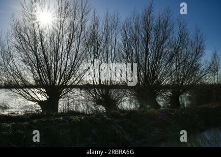 Willow Trees on the Flooded and Frozen Somerset Levels near Highbridge and Burrow Hill Stock Photo