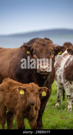 Mature Luing bull, a native beef breed, in pasture with herd of cattle, Orkney, Scotland, UK Stock Photo