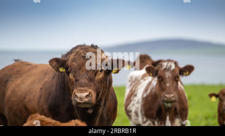 Mature Luing bull, a native beef breed, in pasture with herd of cattle, Orkney, Scotland, UK Stock Photo