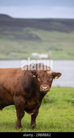 Mature Luing bull, a native beef breed, in pasture with herd of cattle, Orkney, Scotland, UK Stock Photo