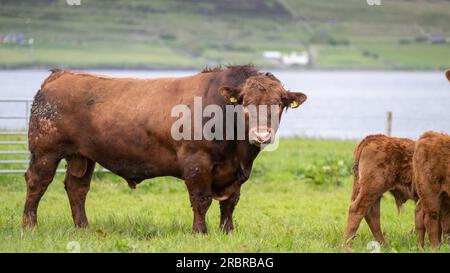 Mature Luing bull, a native beef breed, in pasture with herd of cattle, Orkney, Scotland, UK Stock Photo