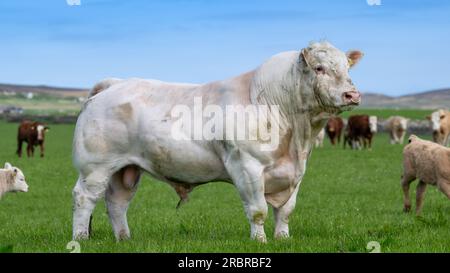 Charolais bull in pasture on Orkney with a herd of cattle. Scotland, UK. Stock Photo