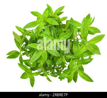 Lemon verbena plant isolated on white background Stock Photo