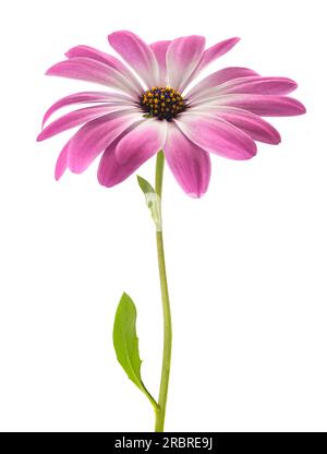 African daisy flower isolated on white background Stock Photo