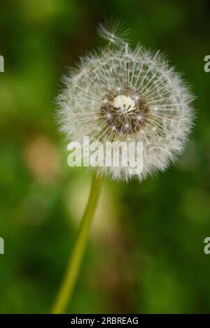 Dandelion blowball  on blurred background Stock Photo