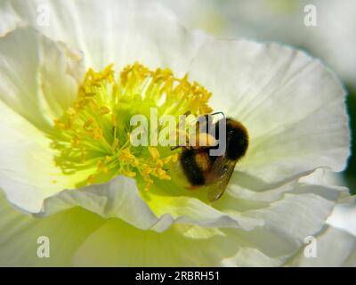 Poppy (Papaver) flowering in the garden, Papaver alpinum hybrid, Alpine poppy, with bumblebee Stock Photo