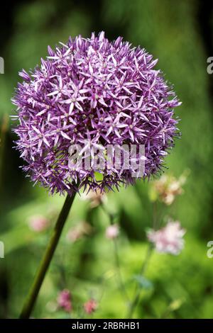 Leek (Allium) Stock Photo
