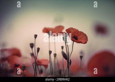 Red corn poppy in a summer meadow Stock Photo