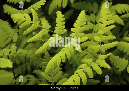 Gymnocarpium (dryopteris) Oak fern Common oak fern Stock Photo