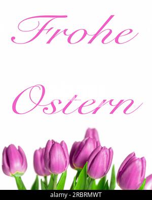 Border of beautiful fresh purple spring tulips at the bottom of a vertical frame on a white background with a happy Easter message in german language Stock Photo