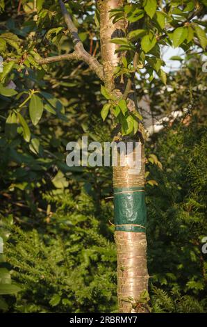 Sticky glue band tied around the trunk of a tree to prevent crawling insects, particularly ants which protect aphids from their predators, and the Stock Photo