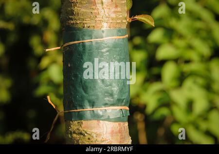 Sticky glue band tied around the trunk of a tree to prevent crawling insects, particularly ants which protect aphids from their predators, and the Stock Photo