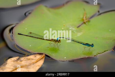 Damselflies at the frog ponds - Mt Coot-Tha Library Stock Photo - Alamy