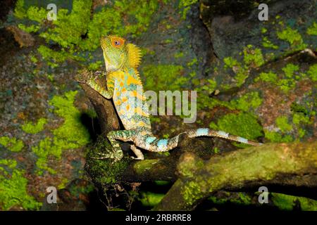 Chameleon Forest Dragon, also known as Eared Tree Dragon, Javan Humphead Lizard and Chameleon Anglehead Lizard, Gonocephalus chamaeleontinus. Indonesi Stock Photo