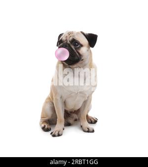 Cute pug dog with bubble of chewing gum on white background Stock Photo
