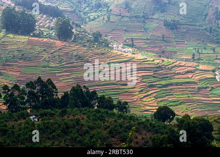 Terrased cultivation at Kodaikanal, Tamil Nadu, South India, India, Asia Stock Photo