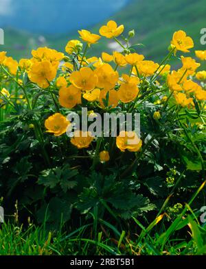 Mountain buttercup (Ranunculus montanus) Stock Photo