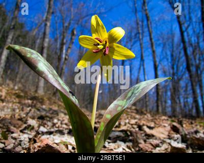 American dogtooth, La Mauricie National Park, trout lily (Erythronium americanum), Dogtooth lily, Canada Stock Photo