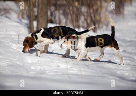 Beagles with number on fur, St. Pierre de Sorel, Quebec, Canada Stock Photo