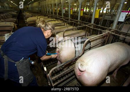 Domestic pigs, woman inseminates sow, Gaspor farm, St Canuc, Quebec, pig, pigs, artificial insemination, insemination, Canada Stock Photo