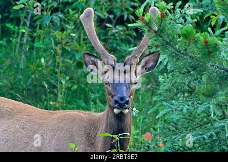 An immature bull Elk "Cervs elaphus", with funny looking velvet antlers peeking through some bushes in his woodland habitat Stock Photo