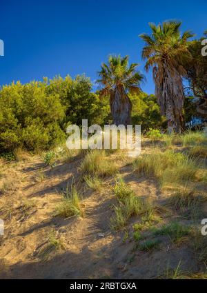 Detail of vegetation next to the coastal path of Salou, on the Costa Daurada coast (Tarragona, Catalonia, Spain) ESP: Detalle de vegetación en Salou Stock Photo