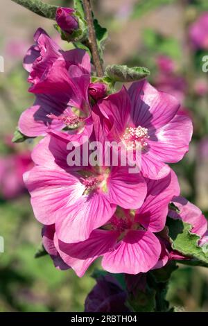 Mallow flowers close up macro image. Malva sylvestris Stock Photo