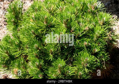 Bosnian Pine, Pinus heldreichii 'Smidtii', Evergreen, Conifer, Tree Pinus heldreichii 'Smidtii' Stock Photo