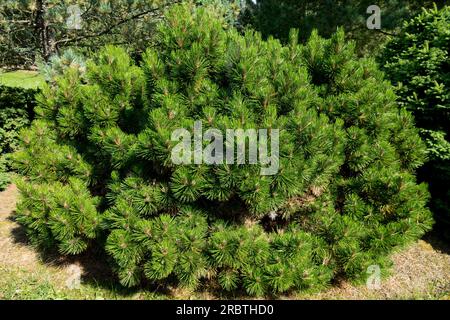 Bosnian Pine, Pinus leucodermis 'Smidtii' Stock Photo