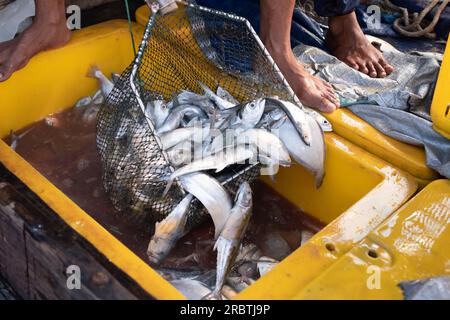 Fishermen sorting fish in baskets. Fresh fish in baskets freshly caught from the sea for sale at fish auction, Indonesia Stock Photo