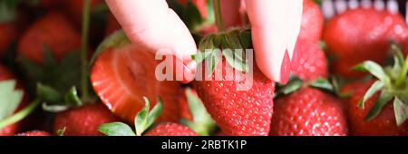 Female hand picking one strawbery close up. Stock Photo