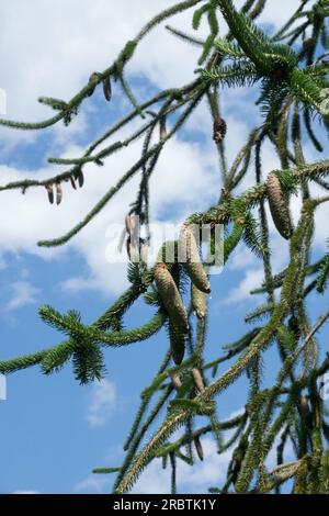 Norway spruce, Picea abies 'Virgata', Snake spruce, Tree Stock Photo