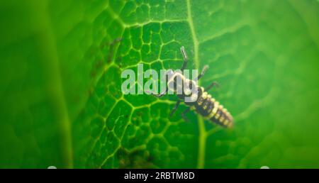 Seven-spot ladybug larva on the backside of a mango leaf close-up macro shot. Stock Photo