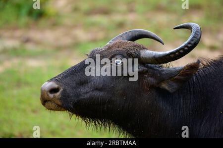 Blind infected eye of a wild water buffalo in Yala national park, close-up headshot photo. Stock Photo