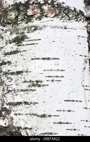 silver birch timber, stack of silver birch (wood) betula branch,  white black cracked surface, chopped birch tree, wooden log, Stock Photo