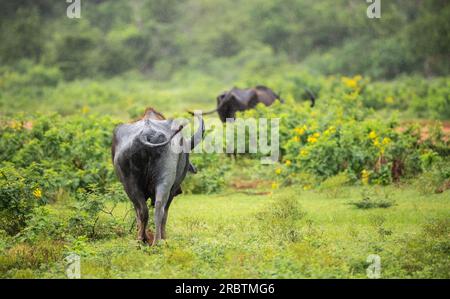 Wild buffalos in the rain, wild water buffaloes buttocks rearview photograph. lush green grass field at Yala national park. Stock Photo