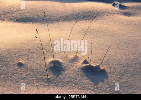 Dry blades of grass sticking out of shiny snow at sunset, beautiful minimalistic winter background Stock Photo
