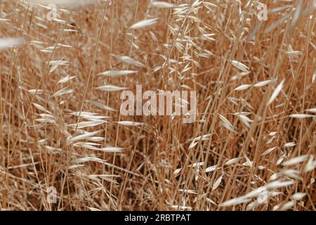Dry grass on the wind close-up, selective focus, abstract summer background Stock Photo