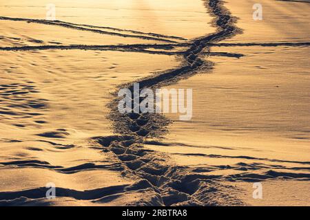 Trails on the golden snow at sunset. Abstract view of a snow-covered field with trodden paths. Beautiful winter background Stock Photo
