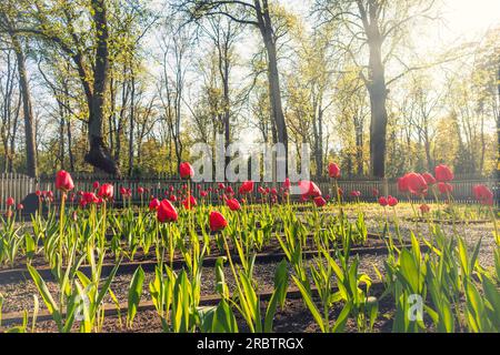 Red tulips blooming on the graves at the sunny summer day. Big white metal cross at the background.  Stock Photo