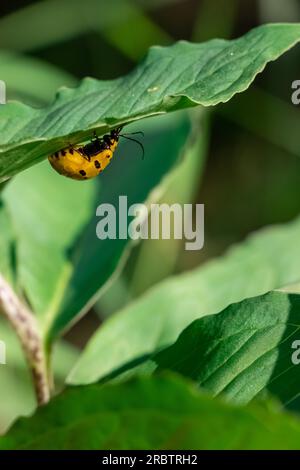 a yellow wild insect setting on green leaf,leaf texture, leaf background with veins and cells - macro photography Stock Photo