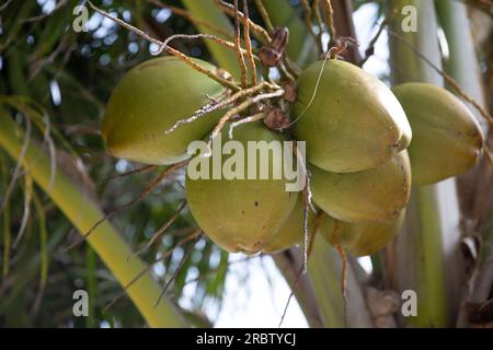 Coconuts in a Tree on a Sunny Day Stock Photo