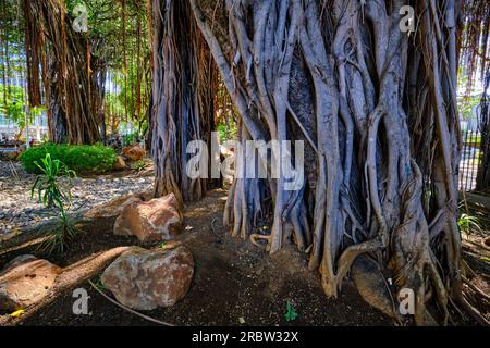 Mauritius, Port-Louis district, Port Louis, the Company Gardens Stock Photo