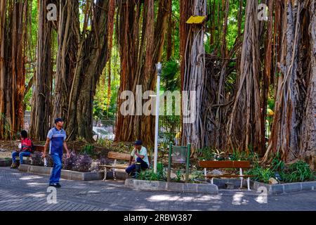 Mauritius, Port-Louis district, Port Louis, the Company Gardens Stock Photo