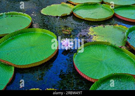 Mauritius, Pamplemousses district, Pamplemousses, Sir Seewoosagur Ramgoolam botanical garden, pond of giant water lilies (Victoria amazonica) Stock Photo