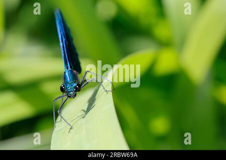 Blauflügel-Prachtlibelle, Prachtlibelle, Blauflügelprachtlibelle, Männchen, Calopteryx virgo, bluewing, Beautiful Demoiselle, demoiselle agrion, male, Stock Photo