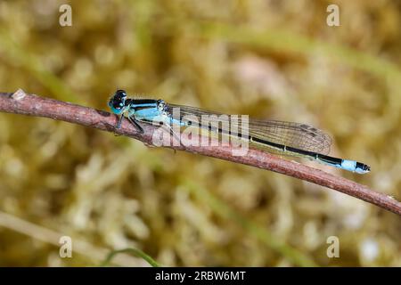 Große Pechlibelle, Grosse Pechlibelle, Pechlibelle, Pech-Libelle, Ischnura elegans, common ischnura, ischnura, blue-tailed damselfly, Common Bluetail, Stock Photo