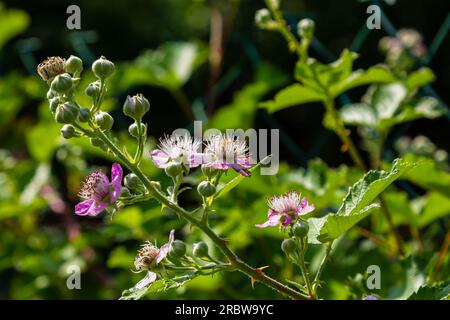 Shrubby Blackberry - Brameberry - Brambleberry - Wild Blackberry