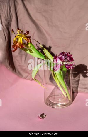 Dry pink tulip in a glass vase on a beige color background. Stock Photo