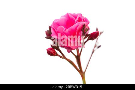 oleander flower isolated on white background Stock Photo
